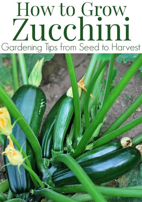 How To Grow Zucchini, Zucchini Growing, Grow Zucchini, Growing Tomatoes From Seed, Growing Zucchini, Zucchini Plants, Growing Veggies, Backyard Vegetable Gardens, Organic Vegetable Garden