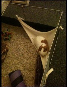 Hammocks Instructions: How to make a Corner Hammock for all little guys! We all LOVE hammocks! Diy Guinea Pig Toys, Corner Hammock, Guinea Pig Breeding, Diy Guinea Pig Cage, Guinea Pig Diy, Guinea Pig Accessories, Guinea Pig (toy), Guinea Pig House, Guinea Pig Bedding