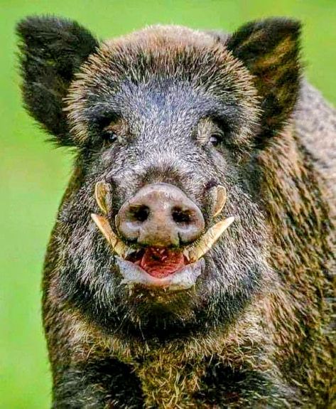 Aesthetic Wildlife, Wild Boar Recipes, Wild Boars, Pig Hunting, Feral Pig, Wild Boar Hunting, Boar Hunting, Animal Photography Wildlife