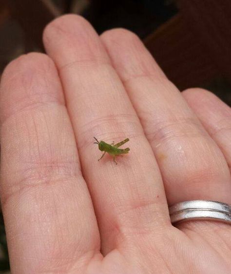 baby grasshopper Micro Amigurumi, Super Cute Animals, The Oc, Little Critter, Creature Feature, Micro Mini, Itty Bitty, Small World, Beautiful Creatures