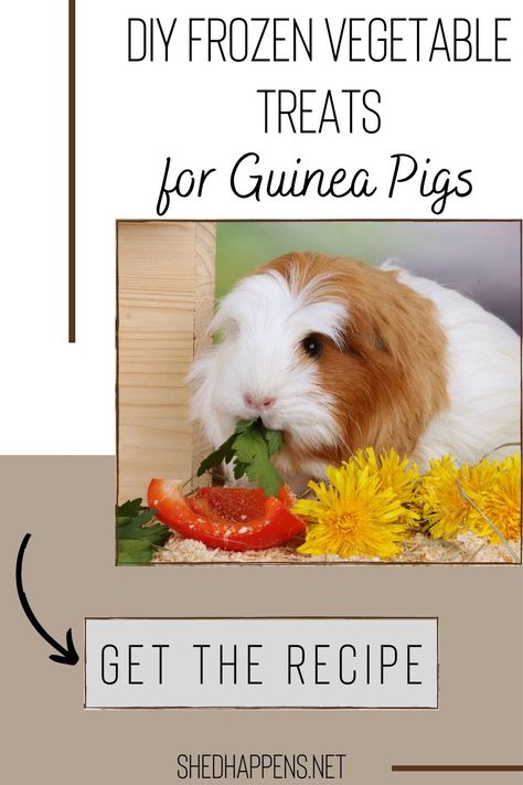 Guinea Pig Treats Recipes, Homemade Guinea Pig Treats, Pig Snacks, Guinea Pig Snacks, Diy Guinea Pig Toys, Guinea Pig Treats, Pig Recipes, Pig Treats, Guine Pig