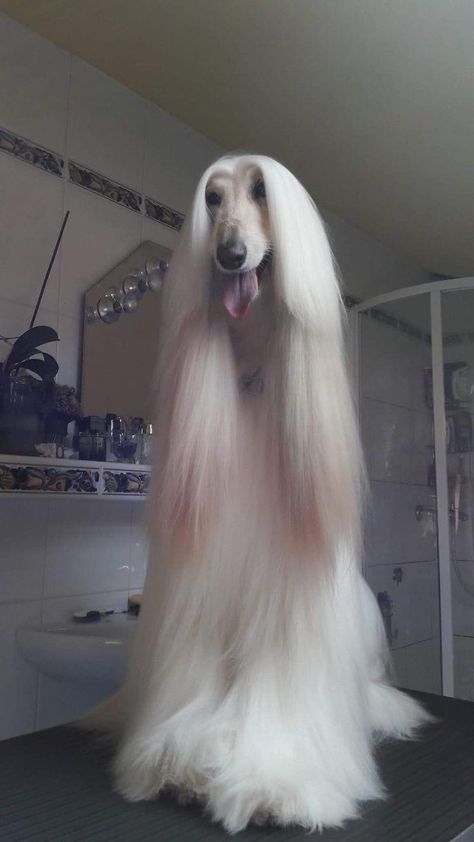 Afghan Hound, A Dog, Long Hair, Dogs, Hair, White