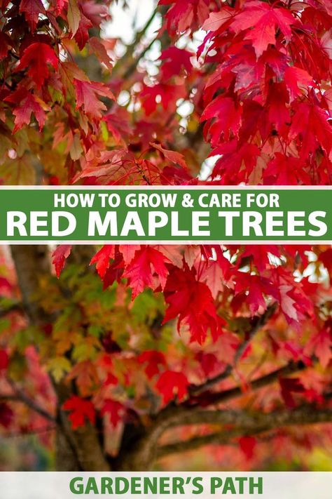 Red maple trees are gorgeous specimens that provide ample shade and stunning fall color. They’re easy to grow and tolerant of many different conditions. In this guide, we’ll go over everything you need to know start growing one of your own, from propagation to plant health care. #acerrubrum #redmapletree #gardenerspath Trees To Plant In The Fall, Red Maple Tree Landscaping, Maple Tree Landscape, Autumn Blaze Maple, Silver Maple Tree, Japanese Red Maple, Fall Color Trees, Red Maple Tree, Red Maple