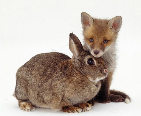 Animal Oc Ideas, European Rabbit, Fox And Bunny, Animal Oc, Animals Together, Animal Friendships, Rabbit Photos, Vulpes Vulpes, Unlikely Friends