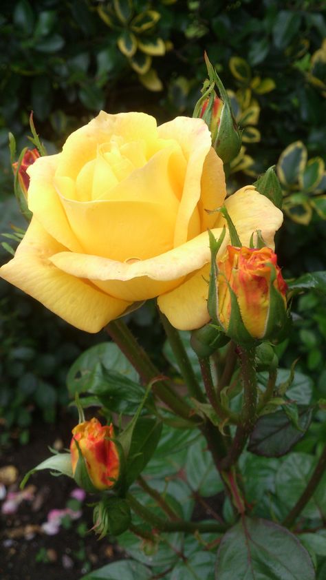 Yellow Rose For Friendship  Simply BEAUTIFUL.  Photo taken in my garden today 17/7/12 Disney Kiss, Natural Landscapes, Romantic Gestures, Jesus Art, Exotic Plants, My Garden, Yellow Roses, Yellow Rose, Simply Beautiful