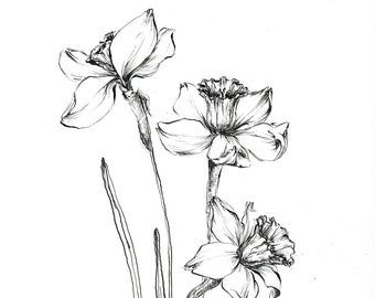 Daffodil flower art Narcissus drawing original floral | Etsy Narcissus Drawing, Matching Drawings, Pencil Art Love, Plant Sketches, Painting Flowers Tutorial, Narcissus Flower, Florida Art, Flower Art Drawing, Daffodil Flower