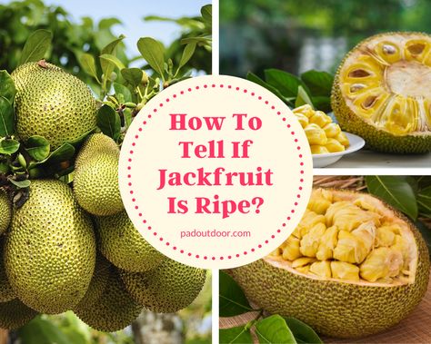 Ever heard of jackfruit? This tropical fruit has a distinctive taste but flavorful. Learn how to tell if jackfruit is ripe & be all set for the harvest season! Ripe Jackfruit, Jack Fruit, Jackfruit Recipes, Recipes In Tamil, Harvest Season, The Harvest, Tropical Fruit, Fruit Trees, How To Know