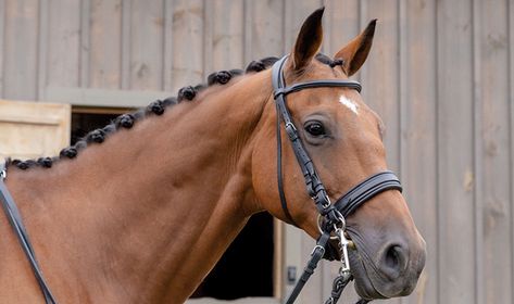 Button Braids: How To’s and Top Tips | SmartPak Blog Horse Hairstyles, Horse Mane Braids, Horse Hair Braiding, Horse Braiding, Horse Cookies, Horse Info, Horse Mane, Horse Tail, Horse Tips