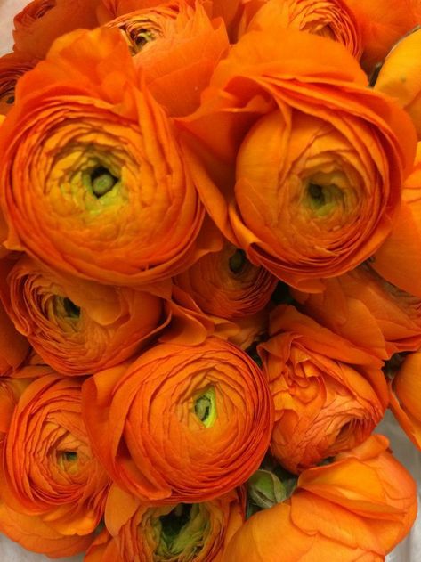 Orange Peonies, Peony Flower Arrangements, Orange Ranunculus, Ranunculus Flowers, Fruit Flowers, Anemone Flower, Special Flowers, Orange Roses, Flowers Pink