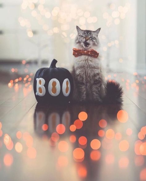 Fall Pet Photoshoot, Halloween Pet Photoshoot, Starbucks Moodboard, Cat Face Pumpkin, Cat Photoshoot, Pet Photoshoot, Animated Pumpkins, Pet Photography Studio, Fall Animals