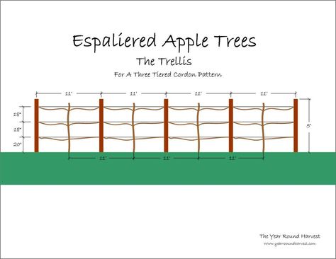 Espalier - How to set up posts for your trees! Espalier Fruit Trees, Wire Trellis, Family Tree Poster, Growing Fruit Trees, Japanese Tree, Tree Textures, Apple Trees, Small Palms, Christmas Tree Decorations Diy