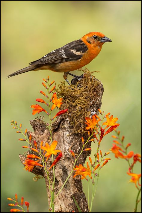 Bird Sitting, Kinds Of Birds, Airbrush Art, All Birds, Bird Pictures, Exotic Birds, Pretty Birds, Bird Photo, Colorful Birds