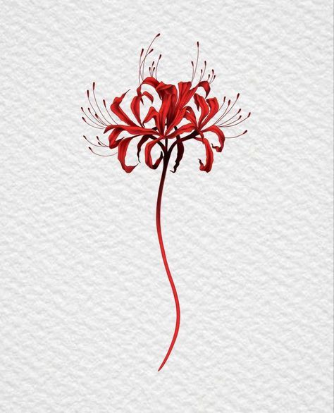 Spider Lily Tattoo, Beautiful Spine Tattoos, Betty Boop Tattoos, Lillies Tattoo, Lily Tattoo Design, Spine Tattoo Ideas, Wrist Tattoo Designs, Red Spider Lily, Spider Lily