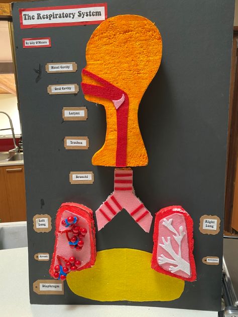 3d Respiratory System Project, Respiratory System Projects, Chemistry Projects, Asthma Inhaler, Nasal Cavity, Science Crafts, Science Projects For Kids, Respiratory System, Lungs