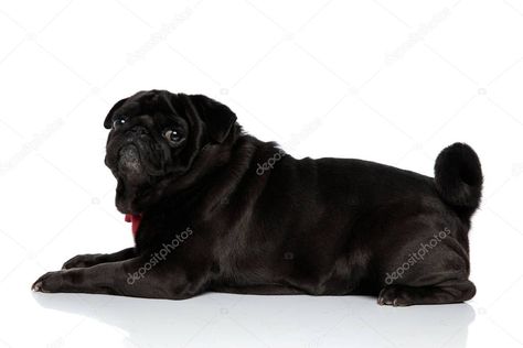 Side view of a lovely pug looking over his shoulder - Stock Photo , #spon, #lovely, #view, #Side, #pug #AD Funny Business Cards, Red Bowtie, White Studio Background, Studio Background, Side View, Birds In Flight, Photo Magazine, Pug, Business Card