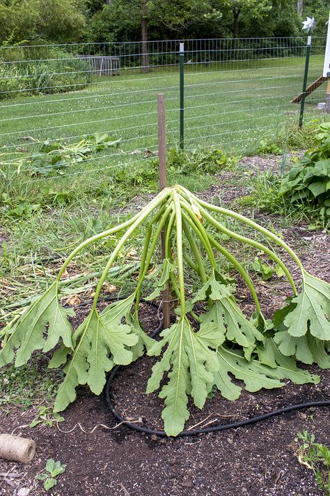 Climbing Squash Plants, Fall Vegetable Gardening, Zucchini Plant, Grow Zucchini, Growing Zucchini, Zucchini Plants, Vegetable Garden Diy, Fall Garden Vegetables, Gardening Techniques