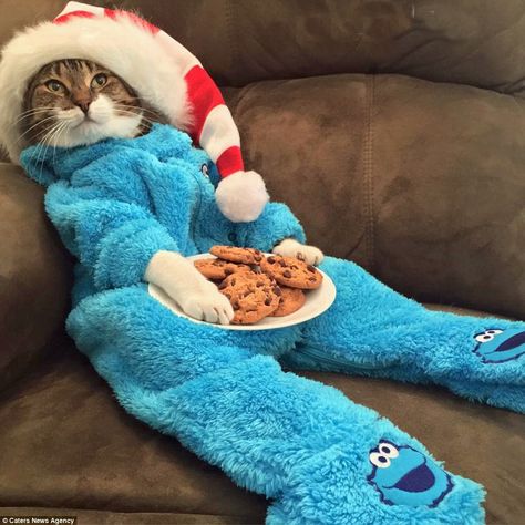 It appears that while Joey and Cleo are great at dressing for an occasion, Joey in particu... Cat Christmas Outfit, Jean Shinoda Bolen, Cat Onesie, Animal Onesie, Onesie Dress, Elf Clothes, Cute Little Kittens, Hallmark Christmas Movies, Cat Dresses