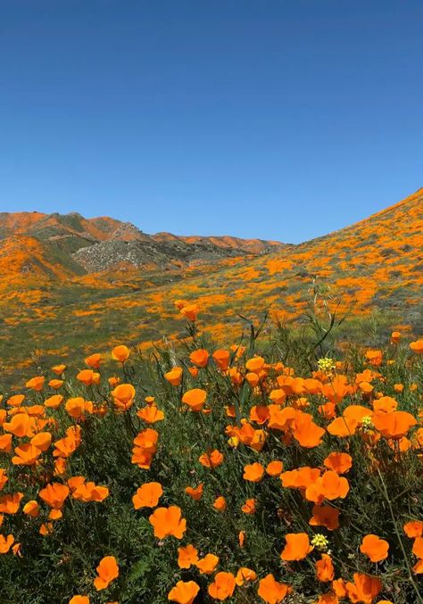 National Park Landscapes, Small Town California, California Nature Aesthetic, Northern California Aesthetic, National Parks Aesthetic, California Superbloom, Hiking In California, Antelope Valley Poppy Reserve, Nature California