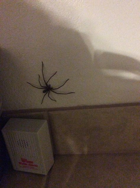 Giant spider in Hawaii hotel room Giant Spiders, Spiders, Spider Room Haunted House, Spider Prank, Giant House Spider, Trantuala Spider Pet, Spider House, House Spider, Big Spiders