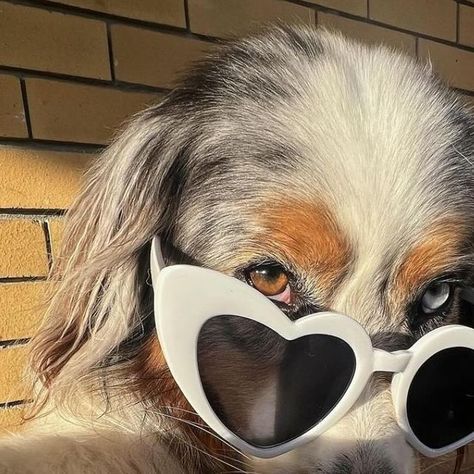 Sedona The Australian Shepherd | Toronto on Instagram: "Top Selfies of 2023 - which one is your favourite? who do we need selfies with in 2024? “Hate It or Love It, the underdog’s on top” - wise words of 50 cent" Dog Dp For Instagram, Dog With Glasses, Dp For Whatsapp, Dog Selfie, Sending Love, Insta Profile Pic, Instagram Dogs, Which One Are You, Australian Shepherd