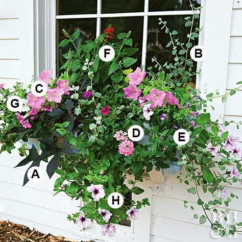 Easy, Beautiful Window Boxes for Sun Licorice Plant, Window Box Garden, Window Box Flowers, Potato Vines, Have Inspiration, Garden Containers, Container Gardens, Garden Recipes, Container Garden