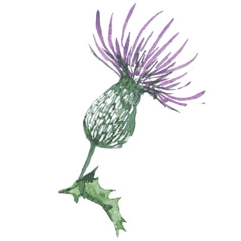 Thistle Stencil, Embroided Flowers, Scottish Wedding Themes, Scottish Thistle Art, Thistle Art, Scottish Tattoo, Scottish Tattoos, Thistle Tattoo, Plants Drawing