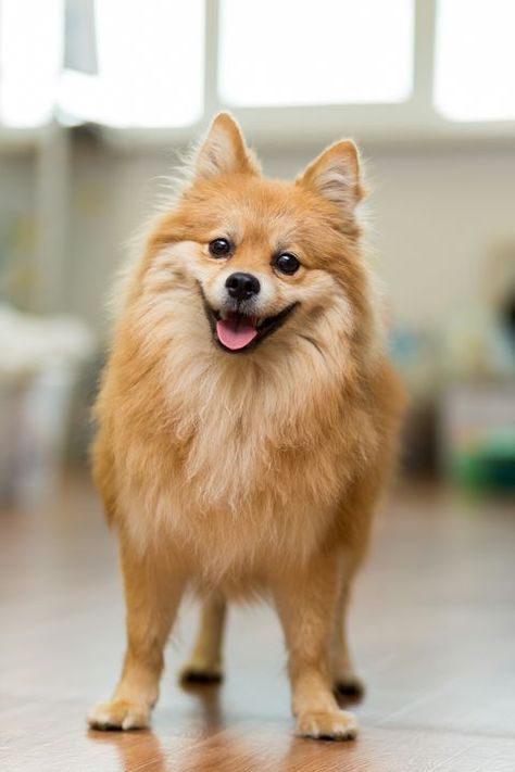 German Spitz Palmeranians Puppies, Cutest Small Dog Breeds, Best Apartment Dogs, Apartment Dogs, German Spitz, Cute Small Dogs, Spitz Dogs, Drama Queen, Pomeranian Dog