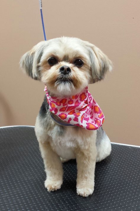 Shorkie groomed by Jacki Kruse: Professional Pet Groomer Short Hair Shih Tzu Haircuts, Short Dog Haircut, Phoebe Haircut, Shitzu Hairstyles, Shihtzu Haircut Short, Shitzu Haircuts Boy, Shorkie Haircut Styles, Short Shitzu Haircut, Male Shih Tzu Grooming Styles