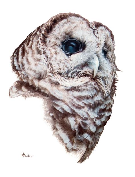 Owl Tatoos, Whimsical Pictures, Snowy Owl Art, Owl Sketch, Owl Drawing, Owl Cat, Painting Animals, Owl Canvas, Owl Illustration