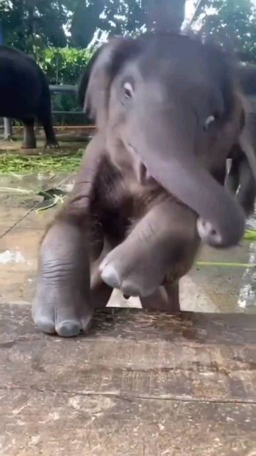 fantastic elephant on Instagram: "Baby elephant doesn't know how to eat apples yet 📸: Tiktok: @qinshantong347 ( Dm for credit or removal / All rights® are reserved & belong to their respective owners ) ____________ 〰️〰️〰️〰️〰️〰️〰️〰️〰️〰️〰️ #elephantman #elephantseals #elephantlove #elephantshirt #elephantrock #elephantpants #elephantconservation #elephant🐘 #elephantsofinstagram #elephantbar #elephantarmy #elephantlovers #elephantrocks #elephants #elephantbaby #elephantcamp #elephantday #eleph Funny Baby Animals Videos, Baby Elephant Video, Elephant Cute, Funny Elephant, Baby Animal Videos, Cute Puppies And Kittens, Happy Elephant, Elephant Pictures