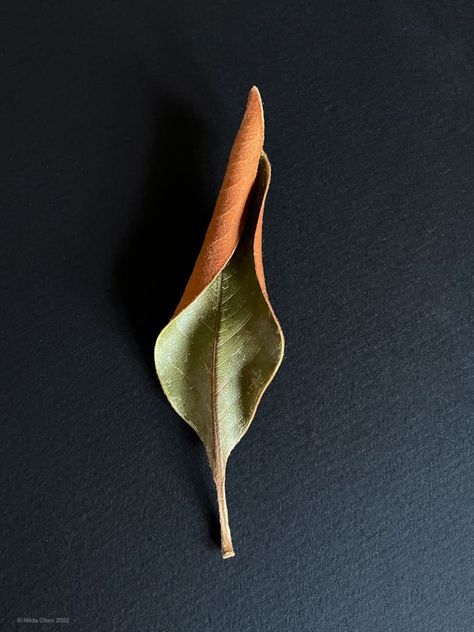 Magnolia Leaf, Work Photos, Magnolia Leaves, Botany, Magnolia, Art