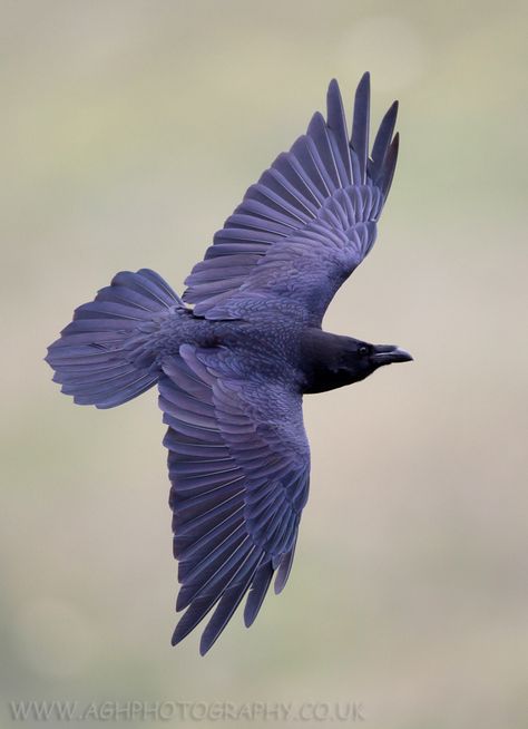 Common Raven        (photo by albi)  One of the nicest pictures I've ever seen of a raven. The light is just perfect to catch the feathers, gorgeous. Common Raven, Raven Bird, Raven Tattoo, Raven Art, Jackdaw, Crows Ravens, Bird Wings, Birds Of Prey, Animal Photo