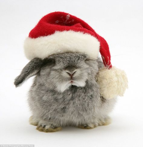 Christmas spirit: This silver baby rabbit looks absolutely thrilled to have its picture taken in a slightly oversized Santa hat Funny Christmas Pictures, Christmas Bunny, Kitten Photos, Yorkie Poo, Bunny Pictures, Pet Bunny, Lovely Creatures, Cute Hamsters