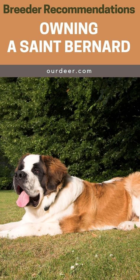 Saint Bernard Puppies, Boarding Kennels, Training Puppies, Dog Boarding Kennels, Saint Bernard Dog, St Bernards, Saint Bernards, St Bernard Puppy, Puppies Tips