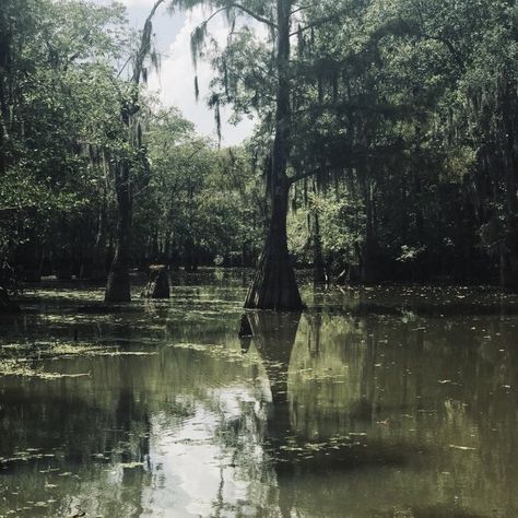 Breaux Bridge Louisiana, Slidell Louisiana, Hawke Dragon Age, Swamp Witch, Louisiana Swamp, Swamp Tours, Cypress Swamp, Landscape Reference, Environment Reference