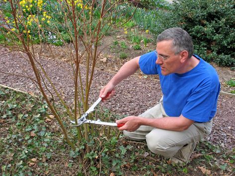 Trimming Dogwood Trees: Tips On How To Prune A Flowering Dogwood Tree Dogwood Tree Landscaping, Burning Bush Plant, Burning Bush Shrub, Garden Tattoo Sleeve, Shade Plants Container, Dogwood Bush, Dogwood Shrub, How To Trim Bushes, Tools Tattoo