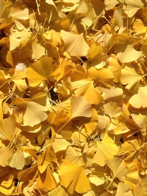 Autumn Gold Ginkgo Tree, Yellow Leaves Aesthetic, Ginkgo Aesthetic, Ginkgo Leaf Wallpaper, Ginkgo Wallpaper, Gingko Wallpaper, Ginkgo Biloba Tree, Leaves Wallpaper Iphone, Ginko Leaves