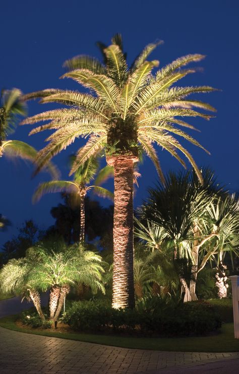 Landscape Lighting Palm Beach Palm Tree Landscaping, Palm Trees Garden, Palm Tree Lights, Tree Landscaping, Trees Landscaping, Palm Trees Landscaping, Palm Tree Decorations, Lighting Exterior, Palm Garden