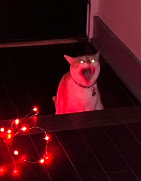 Demon cat screaming cat cat meme Deformed Cat, Cat Snarling, Aesthetic Halloween Pfp, Screaming Meme, Cat Screaming, Evil Meme, Cat Throwing Up, Cat Demon, Cat Pfps