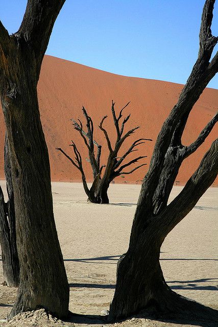 Dead Tree and Desert Dune, Sossusvlei, Namibia | by peo pea, via Flickr  Namibia was the one place I did not get a chance to see while I was in Bots. Someday I plan to go back because Sossusvlei is so stunning! Sossusvlei Namibia, Dead Tree, Nature Tree, Tree Forest, Desert Landscaping, In The Desert, Sand Dunes, Beautiful Tree, The Desert