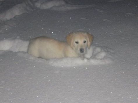 The Snow, A Dog, White