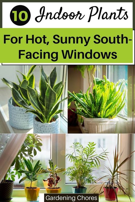 Direct Light House Plants, Plants For South Facing Windows, South Facing Windows, Best Office Plants, Windowsill Plants, Plants Low Light, Indoor Plants Low Light, Growing Garden, Plant Window