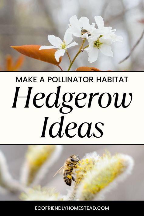 A fruit tree with blossoms and a willow flower with pollen, a bee feeding in the early spring, text overlay reads "make a pollinator habitat Hedgerow Ideas" Pollinator Garden Layout, Pollinator Garden Design, Perennial Garden Design, Hedgerow Flowers, Bees And Butterflies, Perennial Flowers, Overwintering, Best Plants, Bee Garden