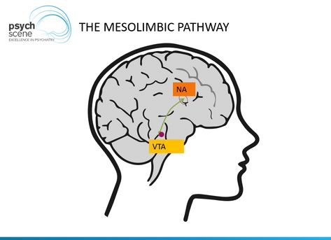 Dopamine is the major neurotransmitter involved as part of the mesolimbic system projecting from the Ventral tegmental area (VTA) to the Nucleus accumbens (NA) Ventral Tegmental Area, Nucleus Accumbens, Psychiatric Nursing, Brain Damage, Psychiatry, The Brain, Nursing, Tattoo Ideas, Brain