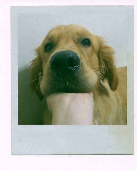 Dog Polaroid Pictures, Dog Polaroid, Bad Ash, Dogs Aesthetic, Aesthetic Polaroid, Creepy Faces, Poster Project, Instax Photos, Photos With Dog