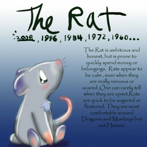 Rat Zodiac, Chinese Zodiac Rat, Virgo Scorpio, Libra Virgo, Numerology Life Path, Chinese Astrology, Year Of The Rat, Aquarius Pisces, Sagittarius Capricorn