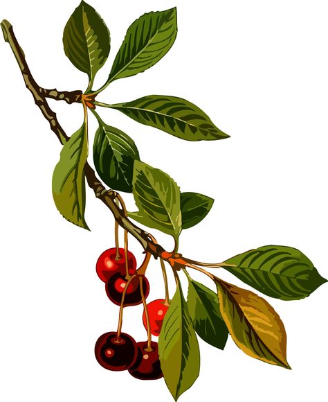 Sour cherry tree 2 (low resolution) by @Firkin, From a drawing in 'Medizinal-Pflanzen', Franz Eugen Köhler, 1887. Version for those needing a small file size and can sacrifice resolution., on @openclipart Sour Cherry Tree, Cherry Plant, Cherry Leaf, Plant Kitchen, Watercolor Fruit, Illustration Botanique, Leaf Drawing, Sour Cherry, Fruit Illustration