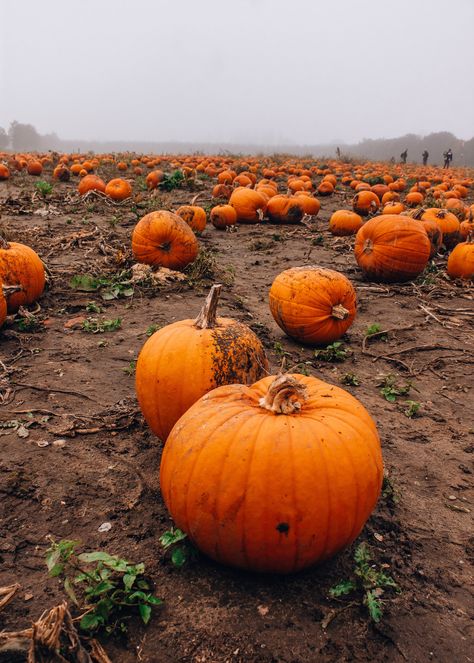 From my UK Prints Photography Collection: pumpkin field   This listing is for a high quality print, unmounted and unframed. The size demonstrated in the listing photography is 5x7 dimensions. Sizes available: 5x7 8x10 (cropped) 8x12 11x15 (cropped) - made to order, will take few more days to deliver 16x20 (cropped) -made to order, will take few more days to deliver Check out my other photos from London collection: https://www.etsy.com/uk/shop/LifechangeArtStudio Because of the variations in scre Uk Autumn, Pumpkin Photography, Pumpkin Field, Field Photography, Pumpkin Wallpaper, Pumpkin Drawing, Prints Photography, Cute Fall Wallpaper, Photography Collection