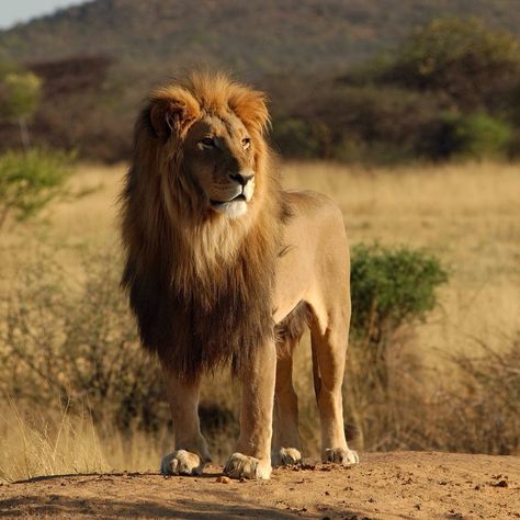 Head of the pride Gir National Park, Lion Hd Wallpaper, Asiatic Lion, South Africa Safari, 2560x1440 Wallpaper, Lions Photos, Africa Animals, Lion Wallpaper, Male Lion