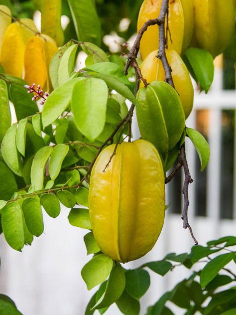 Cashew Apple, Best Red Wine, Star Fruit, Textured Skin, Fruit Plants, Exotic Fruit, Delicious Fruit, Fruit And Veg, Tropical Fruit